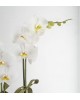 (Mgl-202-3) Orkide  Çiftli