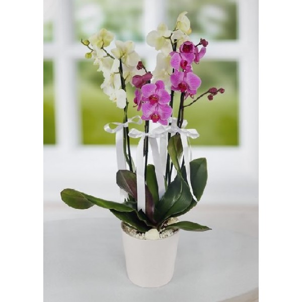 (Mgl-4002) Mor Beyaz Orkideler