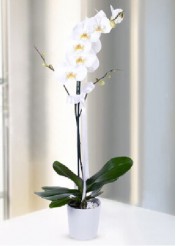  Orkide